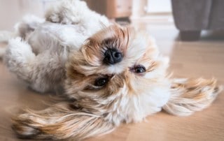 Vom Leben als Hund am Kindertag