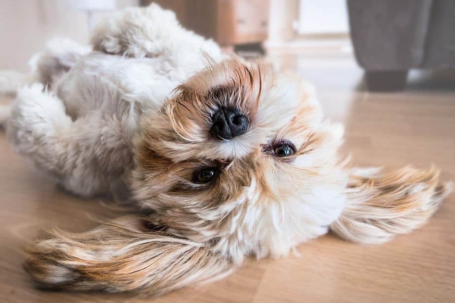 Vom Leben als Hund am Kindertag